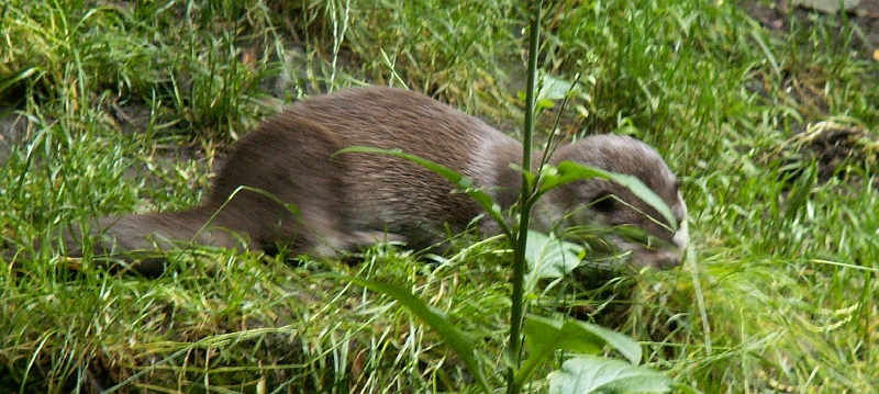 08 Eurasian Otter.jpg